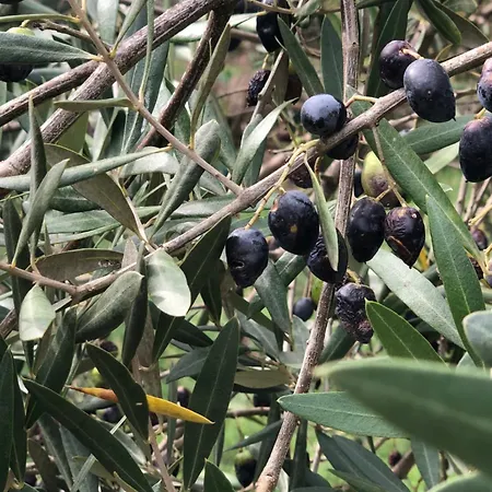 Casa Do Papillon Διαμέρισμα *