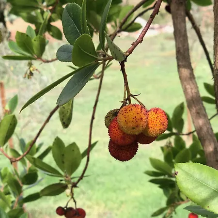 Casa Do Papillon * Mata de Cima
