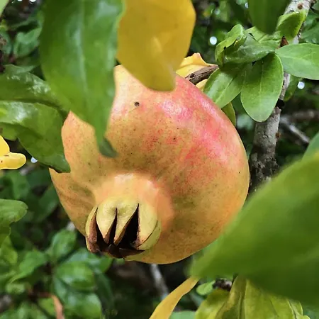Casa Do Papillon Mata de Cima