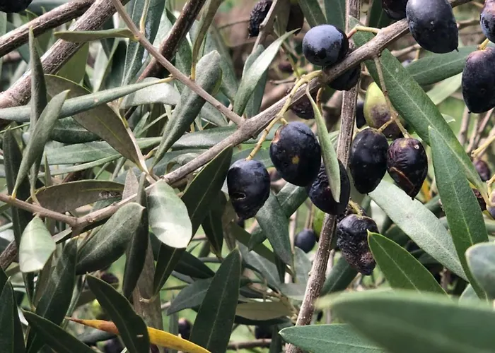 Casa Do Papillon アパート *