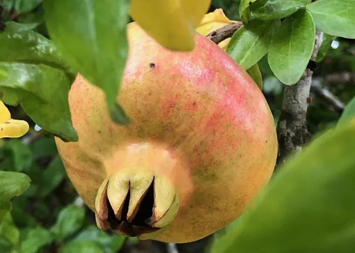Casa Do Papillon Mata de Cima